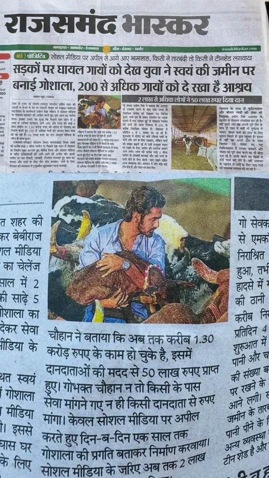 Protected cows resting safely in Gaushala shed